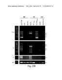 COMPOSITIONS AND METHODS FOR REPROGRAMMING HEMATOPOIETIC STEM CELL     LINEAGES diagram and image