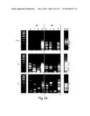 COMPOSITIONS AND METHODS FOR REPROGRAMMING HEMATOPOIETIC STEM CELL     LINEAGES diagram and image