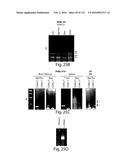 COMPOSITIONS AND METHODS FOR REPROGRAMMING HEMATOPOIETIC STEM CELL     LINEAGES diagram and image