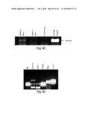 COMPOSITIONS AND METHODS FOR REPROGRAMMING HEMATOPOIETIC STEM CELL     LINEAGES diagram and image