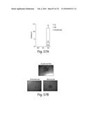 COMPOSITIONS AND METHODS FOR REPROGRAMMING HEMATOPOIETIC STEM CELL     LINEAGES diagram and image