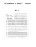 METHOD OF USING ALPHA-AMYLASE FROM ASPERGILLUS FUMIGATUS AND ISOAMYLASE     FOR SACCHARIFICATION diagram and image