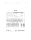 METHOD OF USING ALPHA-AMYLASE FROM ASPERGILLUS FUMIGATUS AND ISOAMYLASE     FOR SACCHARIFICATION diagram and image