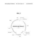 METHOD OF USING ALPHA-AMYLASE FROM ASPERGILLUS FUMIGATUS AND ISOAMYLASE     FOR SACCHARIFICATION diagram and image