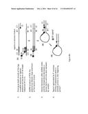 METHOD FOR RELATIVE QUANTIFICATION OF CHANGES IN DNA METHYLATION, USING     COMBINED NUCLEASE, LIGATION, AND POLYMERASE REACTIONS diagram and image