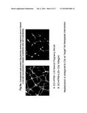 SERUM-BASED, DIAGNOSTIC, BIOLOGICAL ASSAY TO PREDICT PREGNANCY DISORDERS diagram and image