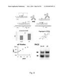 Detection of Non-Nucleic Acid Analytes Using Strand Displacement Exchange     Reactions diagram and image