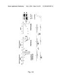 Detection of Non-Nucleic Acid Analytes Using Strand Displacement Exchange     Reactions diagram and image