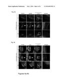 COMPOSITIONS AND METHODS FOR DETECTION OF PROTEIN S-NITROSYLATION AND     OXIDATION diagram and image