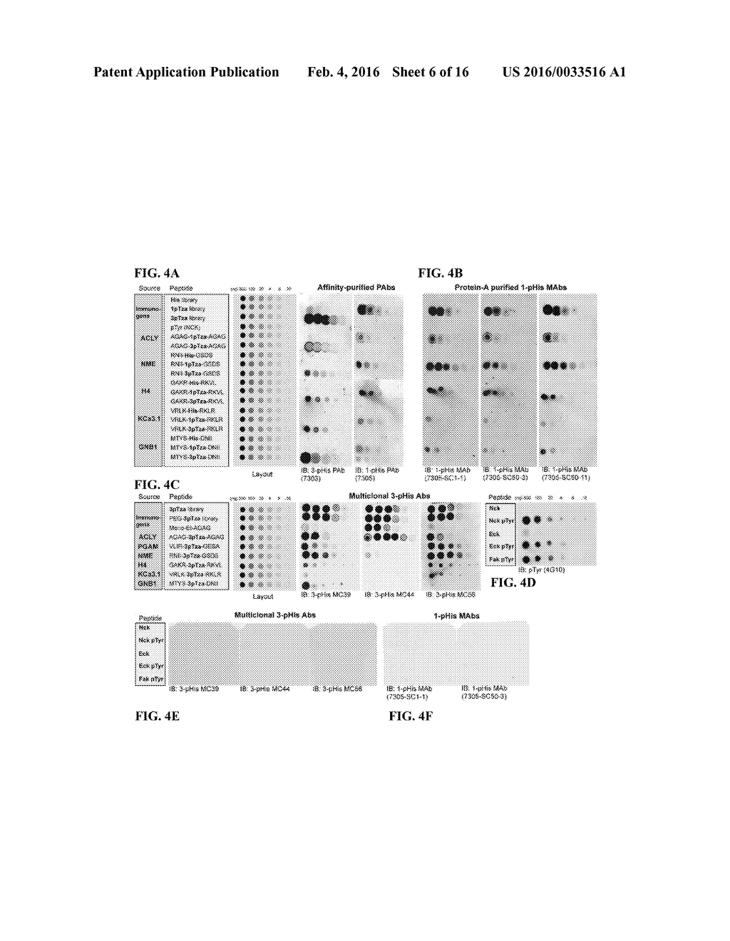 USE OF POLYCLONAL AND MONOCLONAL ANTIBODIES SPECIFIC FOR     3-PHOSPHOHISTIDINE - diagram, schematic, and image 07