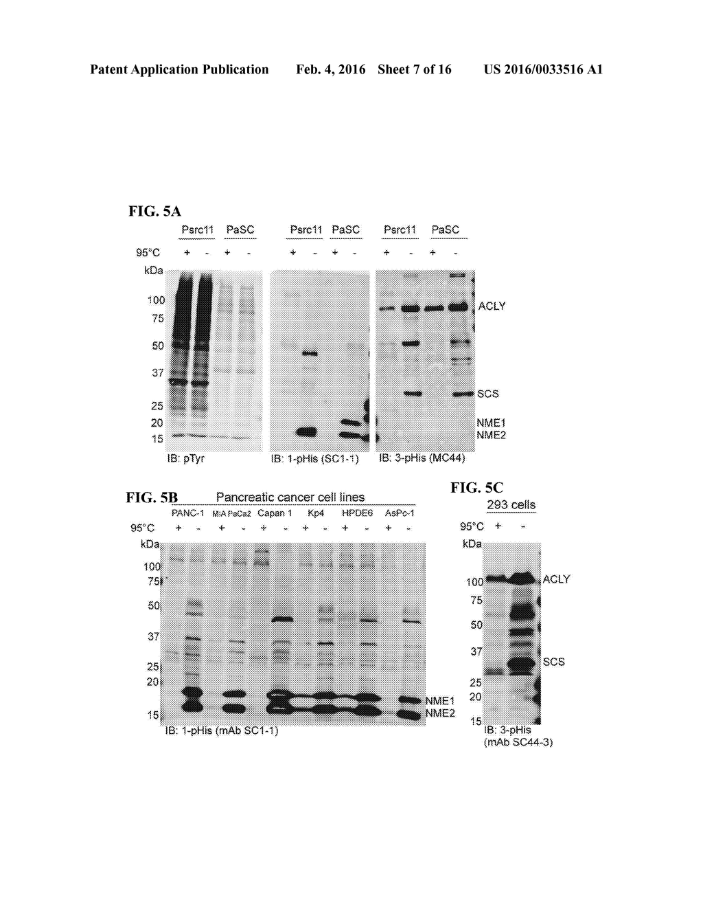 USE OF POLYCLONAL AND MONOCLONAL ANTIBODIES SPECIFIC FOR     3-PHOSPHOHISTIDINE - diagram, schematic, and image 08