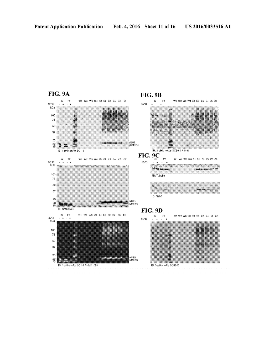 USE OF POLYCLONAL AND MONOCLONAL ANTIBODIES SPECIFIC FOR     3-PHOSPHOHISTIDINE - diagram, schematic, and image 12