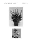 Erysimum Plant Named  Balcherlemy  diagram and image
