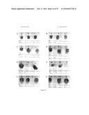 ARTIFICIAL ENVIRONMENT FOR EFFICIENT UPTATE OF FERTILIZERS AND OTHER     AGROCHEMICALS IN SOIL diagram and image