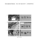 ARTIFICIAL ENVIRONMENT FOR EFFICIENT UPTATE OF FERTILIZERS AND OTHER     AGROCHEMICALS IN SOIL diagram and image