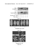 COMPOSITIONS AND METHODS FOR MODULATING IMMUNITY IN PLANTS diagram and image