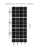 DOSAGE AND ADMINISTRATION FOR PREVENTING CARDIOTOXICITY IN TREATMENT WITH     ERBB2-TARGETED IMMUNOLIPOSOMES COMPRISING ANTHRACYCLINE CHEMOTHERAPEUTIC     AGENTS diagram and image