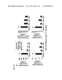 COMPOSITIONS AND METHODS FOR THE TREATMENT OF NATAL AND PRE-NATAL     CONDITIONS WITH ALPHA-TOCOPHEROL diagram and image