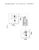 COMPOSITIONS AND METHODS FOR THE TREATMENT OF NATAL AND PRE-NATAL     CONDITIONS WITH ALPHA-TOCOPHEROL diagram and image