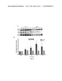 METHODS FOR THE TREATMENT OF CANCER diagram and image