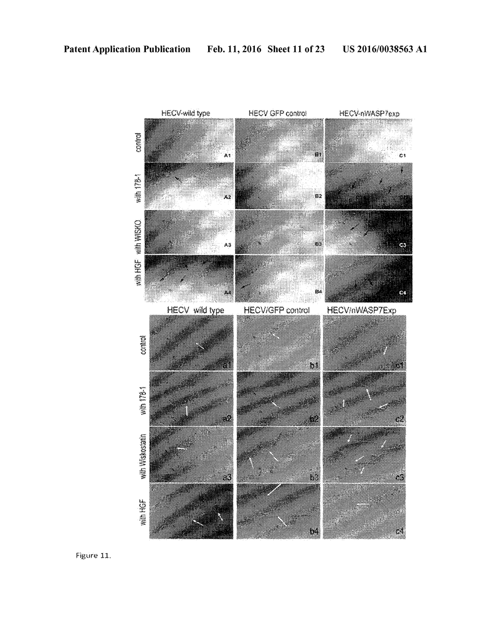 MOLECULAR TARGETS FOR HEALING OR TREATING WOUNDS - diagram, schematic, and image 12