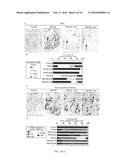 COMPOSITIONS AND METHODS FOR THE TREATMENT OF DISORDERS INVOLVING     EPITHELIAL CELL APOPTOSIS diagram and image