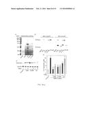 COMPOSITIONS AND METHODS FOR THE TREATMENT OF DISORDERS INVOLVING     EPITHELIAL CELL APOPTOSIS diagram and image