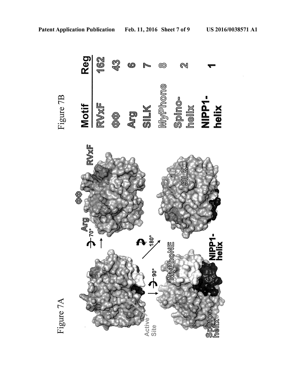 Method and compositions for treatment of calcineurin-related diseases - diagram, schematic, and image 08