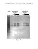 DELIVERY OF POLYNUCLEOTIDES USING RECOMBINANT AAV9 diagram and image