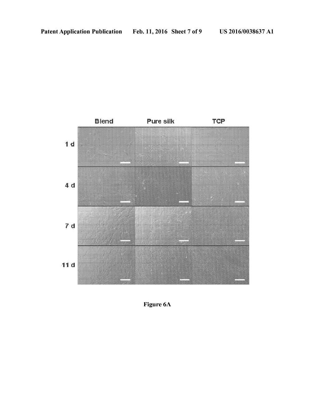 MODIFIED SILK FILMS CONTAINING GLYCEROL - diagram, schematic, and image 08