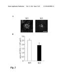 INTRAOCULAR ANGIOGENESIS INHIBITOR AND USES THEREOF diagram and image