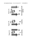 POLYPEPTIDES TARGETING VASCULAR ENDOTHELIAL GROWTH FACTOR RECEPTOR-2 AND     ALPHA V BETA 3 INTEGRIN diagram and image