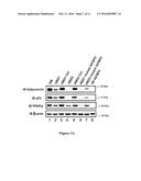 COMPOUNDS AND METHODS FOR TREATING OBESITY AND CONTROLLING WEIGHT diagram and image