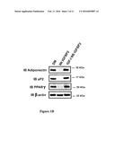 COMPOUNDS AND METHODS FOR TREATING OBESITY AND CONTROLLING WEIGHT diagram and image