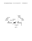 Thermostable Trichoderma Cellulase diagram and image