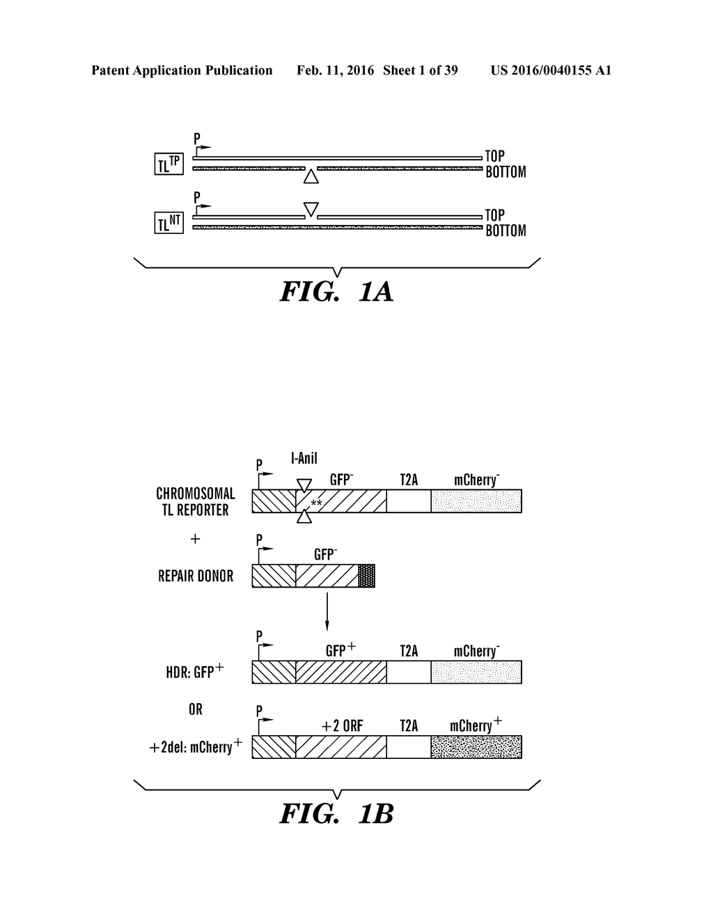 ACTIVATING AN ALTERNATIVE PATHWAY FOR HOMOLOGY-DIRECTED REPAIR TO     STIMULATE TARGETED GENE CORRECTION AND GENOME ENGINEERING - diagram, schematic, and image 02