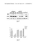 siRNA-MEDIATED GENE SILENCING diagram and image