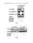 siRNA-MEDIATED GENE SILENCING diagram and image