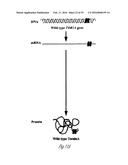 siRNA-MEDIATED GENE SILENCING diagram and image