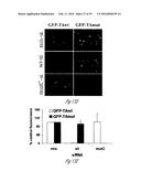 siRNA-MEDIATED GENE SILENCING diagram and image