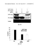 siRNA-MEDIATED GENE SILENCING diagram and image