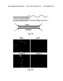 siRNA-MEDIATED GENE SILENCING diagram and image