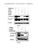 siRNA-MEDIATED GENE SILENCING diagram and image