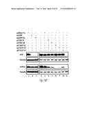 siRNA-MEDIATED GENE SILENCING diagram and image