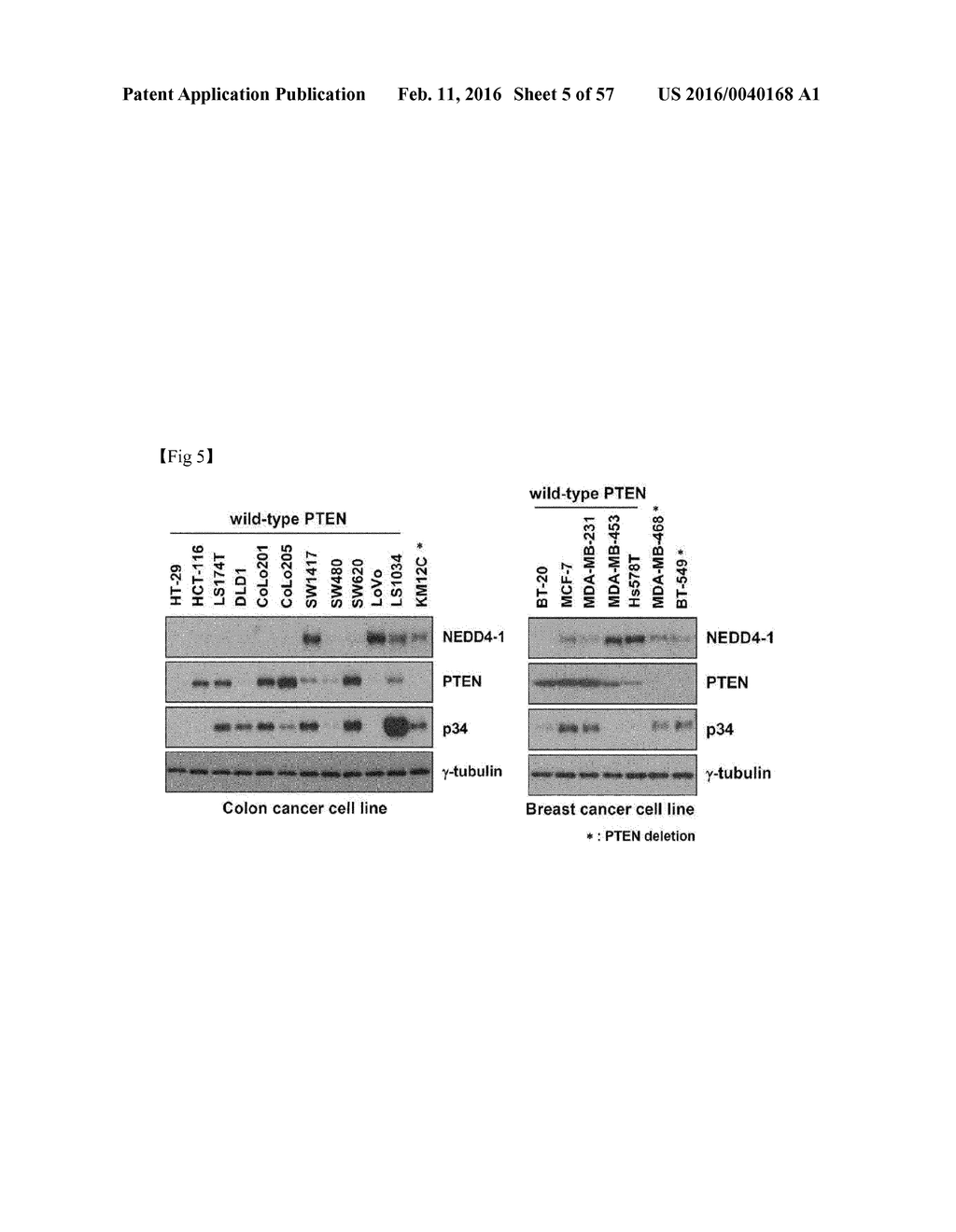 Composition for Treatment or Metastasis Suppression of Cancers Which     Includes P34 Expression Inhibitor or Activity Inhibitor as Active     Ingredient - diagram, schematic, and image 06