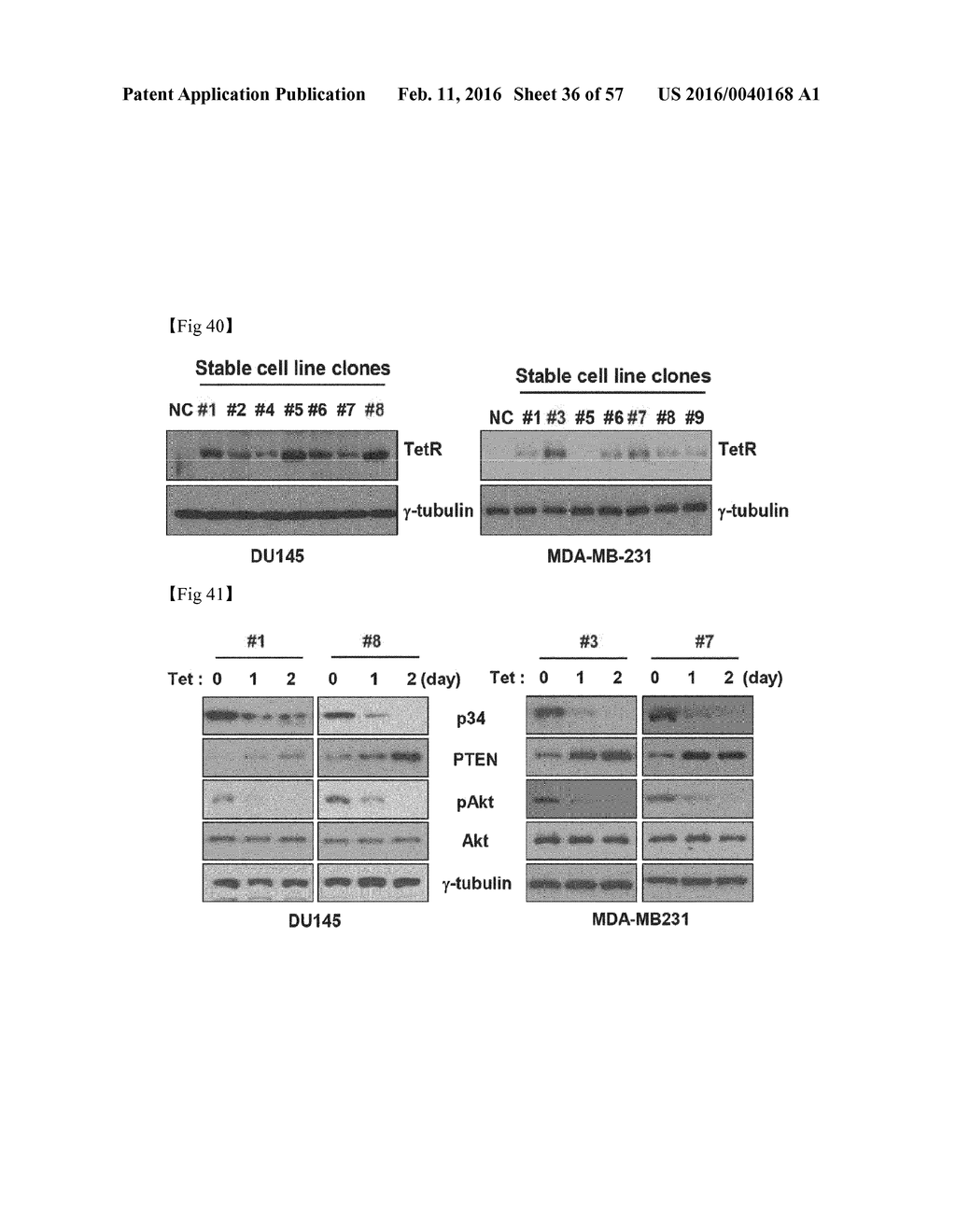 Composition for Treatment or Metastasis Suppression of Cancers Which     Includes P34 Expression Inhibitor or Activity Inhibitor as Active     Ingredient - diagram, schematic, and image 37