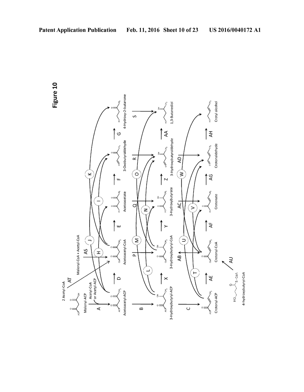 MICROORGANISMS AND METHODS FOR PRODUCING BUTADIENE AND RELATED COMPOUNDS     BY FORMATE ASSIMILATION - diagram, schematic, and image 11