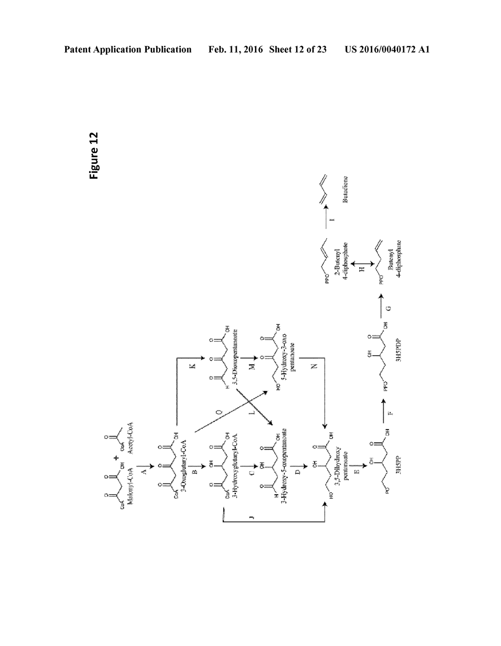 MICROORGANISMS AND METHODS FOR PRODUCING BUTADIENE AND RELATED COMPOUNDS     BY FORMATE ASSIMILATION - diagram, schematic, and image 13