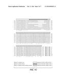 METHOD OF USING ALPHA-AMYLASE FROM ASPERGILLUS FUMIGATUS AND PULLULANASE     FOR SACCHARIFICATION diagram and image