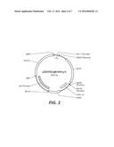 METHOD OF USING ALPHA-AMYLASE FROM ASPERGILLUS FUMIGATUS AND PULLULANASE     FOR SACCHARIFICATION diagram and image